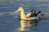Antipodean Albatrossborder=